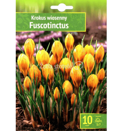 KROKAI PAVASARINIAI FUSCOTINCTUS