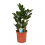 ZAMIOKULKAS (ZAMIOCULCAS) 12Ø 50H