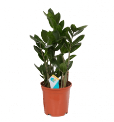 ZAMIOKULKAS (ZAMIOCULCAS) 12Ø 50H