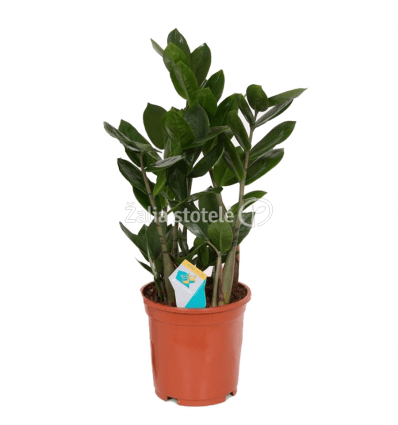 ZAMIOKULKAS (ZAMIOCULCAS) 12Ø 50H