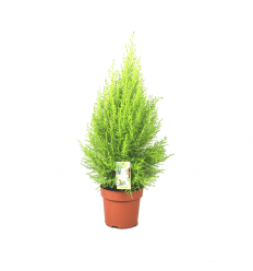 KIPARISAS (CUPRESSUS) GOLD.WILMA 11Ø 40H