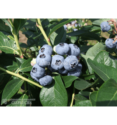 ŠILAUOGĖ BLUECROP