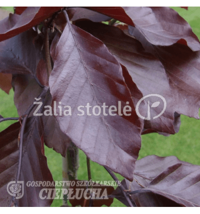 BUKAS PAPRASTASIS PURPUREA PENDULA