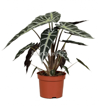 ALOKAZIJA (ALOCASIA) POLLY 12Ø 35H