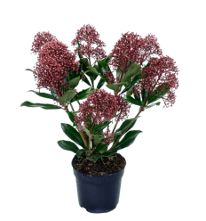 SKIMIJA (SKIMMIA JAP.) RUBELLA 10,5Ø25H