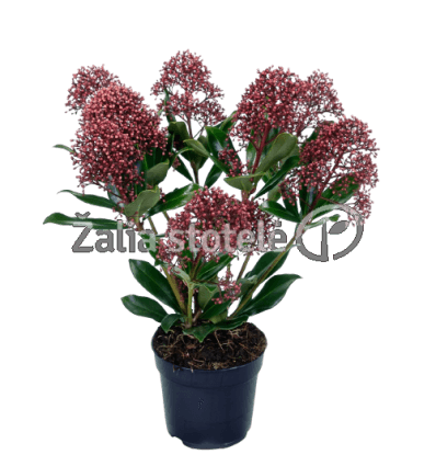 SKIMIJA (SKIMMIA JAP.) RUBELLA 10,5Ø25H