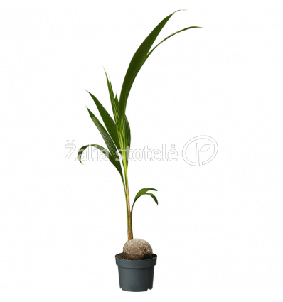 KOKOSPALMĖ (COCOS NUCIFERA) 19Ø150H