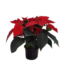 PUANSETIJA (POINSETTIA) 12Ø25H