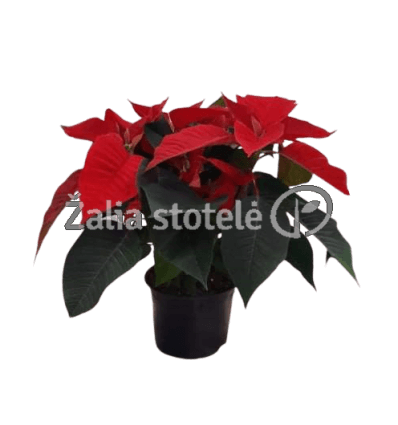 PUANSETIJA (POINSETTIA) 12Ø25H