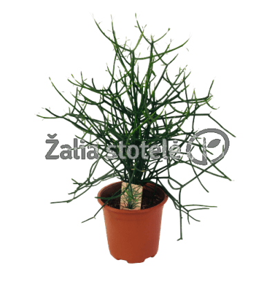 KARPAŽOLĖ (EUPHORBIA TIRUCALLI) 12Ø30H