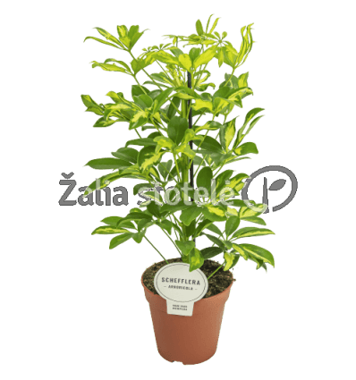 ŠEFLERA (SCHEFFLERA ARB.)13Ø45H