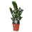 ZAMIOKULKAS (ZAMIOCULCAS ZAMIFOL.)17Ø60H