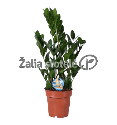 ZAMIOKULKAS (ZAMIOCULCAS ZAMIFOL.)17Ø60H