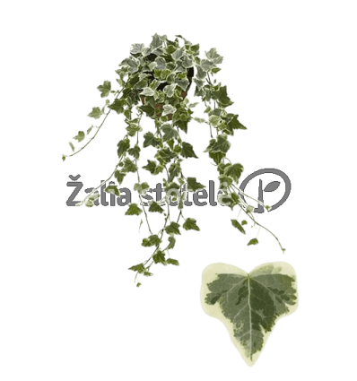 GEBENĖ (HEDERA HELIX)WHITE WONDER 13Ø25H