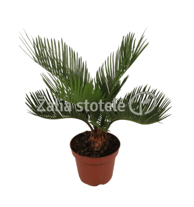 CIKAS (CYCAS REVOLUTA) 12Ø35H