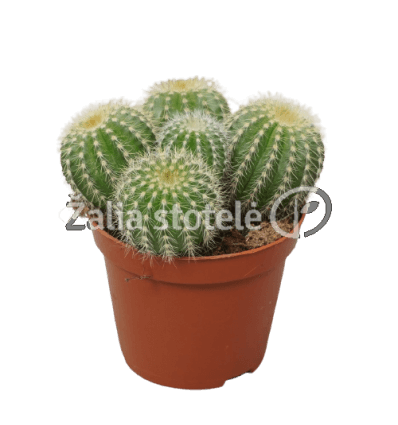 PARODIJA (ERIOCACTUS WARASII) 13Ø20H