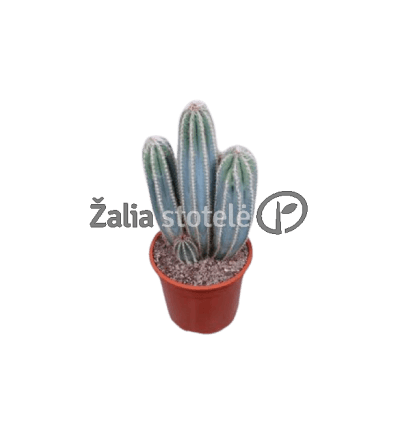 PLAUKUOTIS (PILOSOCEREUS PACHYC.) 21Ø55H