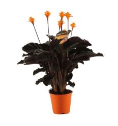 KALATĖJA (CALATHEA CROCATA) 14Ø40H