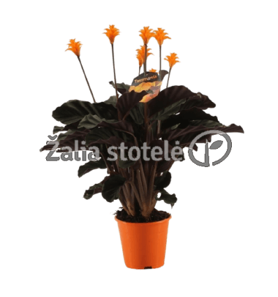 KALATĖJA (CALATHEA CROCATA) 14Ø40H