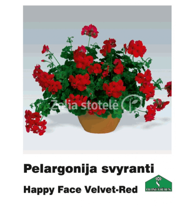 PELARGONIJA SVYRANTI SPALVŲ MIX