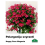 PELARGONIJA SVYRANTI SPALVŲ MIX