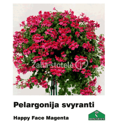 PELARGONIJA SVYRANTI SPALVŲ MIX