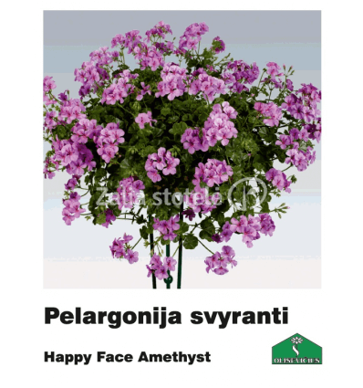 PELARGONIJA SVYRANTI SPALVŲ MIX