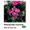 PELARGONIJA SVYRANTI SPALVŲ MIX