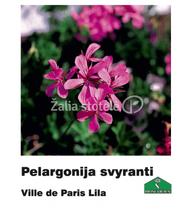 PELARGONIJA SVYRANTI SPALVŲ MIX