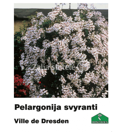 PELARGONIJA SVYRANTI SPALVŲ MIX