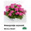 PELARGONIJA SVYRANTI SPALVŲ MIX