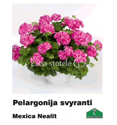 PELARGONIJA SVYRANTI SPALVŲ MIX