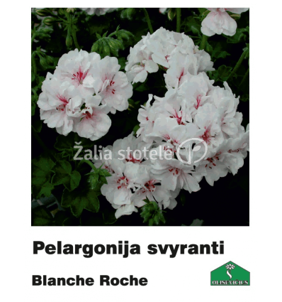 PELARGONIJA SVYRANTI SPALVŲ MIX