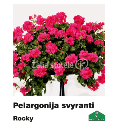 PELARGONIJA SVYRANTI SPALVŲ MIX