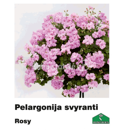 PELARGONIJA SVYRANTI SPALVŲ MIX