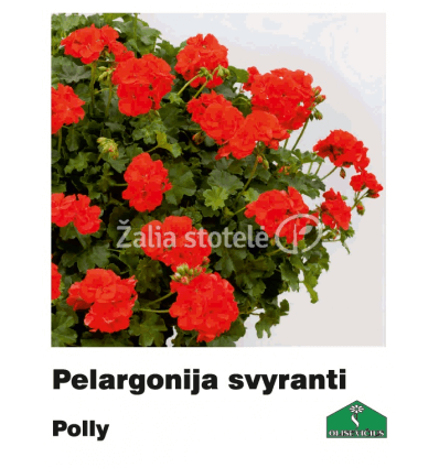 PELARGONIJA SVYRANTI SPALVŲ MIX