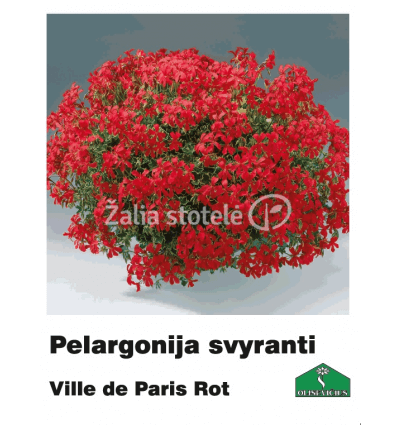 PELARGONIJA SVYRANTI SPALVŲ MIX