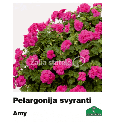 PELARGONIJA SVYRANTI SPALVŲ MIX