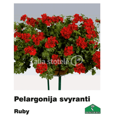 PELARGONIJA SVYRANTI SPALVŲ MIX