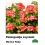 PELARGONIJA SVYRANTI SPALVŲ MIX