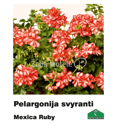 PELARGONIJA SVYRANTI SPALVŲ MIX