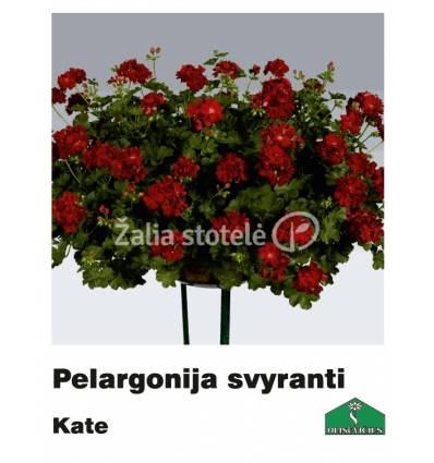 PELARGONIJA SVYRANTI SPALVŲ MIX