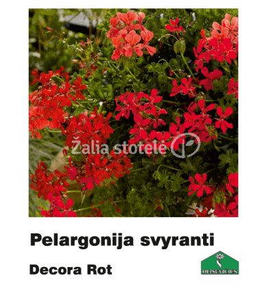 PELARGONIJA SVYRANTI SPALVŲ MIX