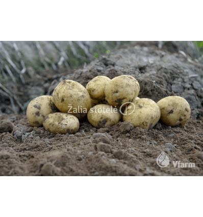 SĖKLINĖS BULVĖS ADORA 5KG