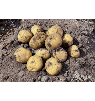 SĖKLINĖS BULVĖS KARELIA 5KG