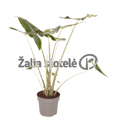 ALOKAZIJA (ALOCASIA) ZEBRINA 24Ø110H