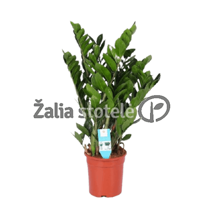 ZAMIOKULKAS (ZAMIOCULCAS ZAMIFOL.)21Ø80H