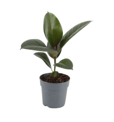 FIKUSAS (FICUS ELASTICA) ROBUSTA 12Ø35H