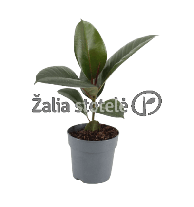 FIKUSAS (FICUS ELASTICA) ROBUSTA 12Ø35H