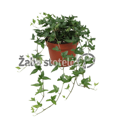 GEBENĖ (HEDERA HELIX) SHAMROCK 13Ø25H